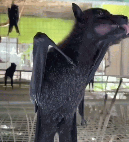 Bat Eating GIF