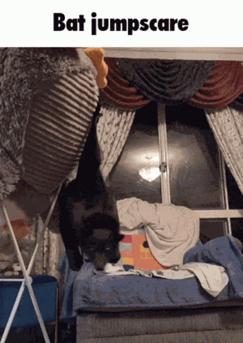 Bat Flyingfox GIF