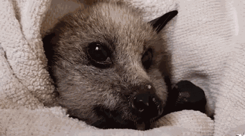 Bat Fruit Bat GIF