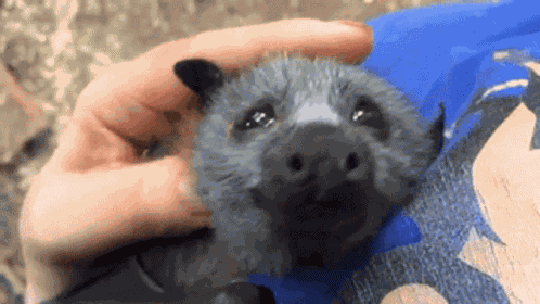 Bat GIF