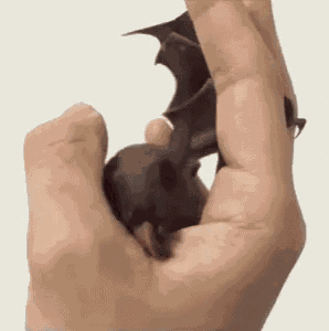 Bat Licking GIF