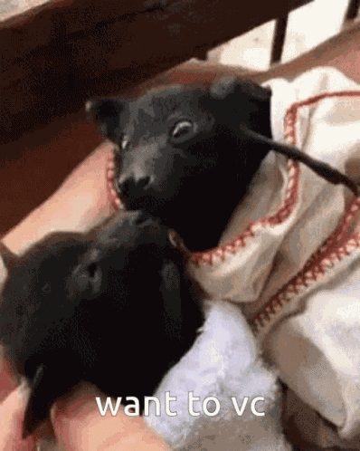 Bat GIF