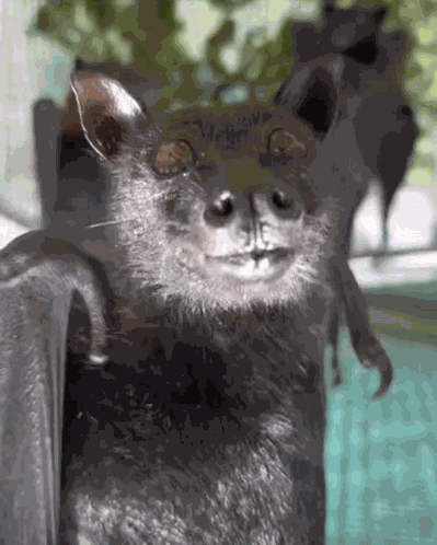 Bat Sniff GIF