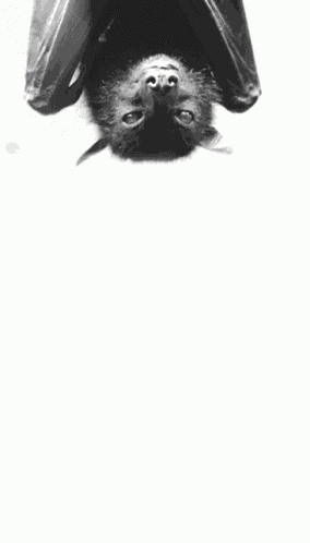 Bat Upside Down GIF