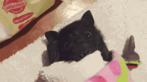 Bat Wigging Ears GIF