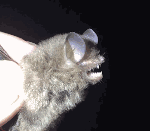 Bats Angry GIF