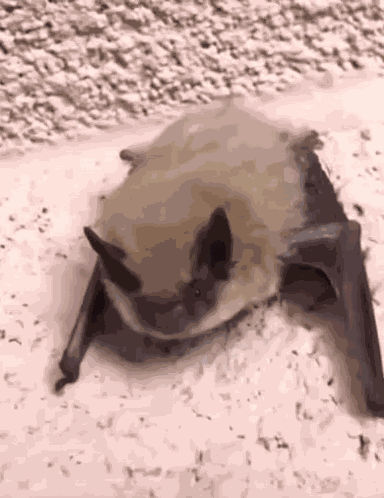 Bats California Bat GIF
