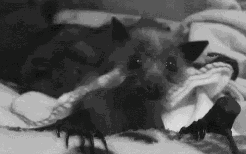 Bats Cute Animals GIF