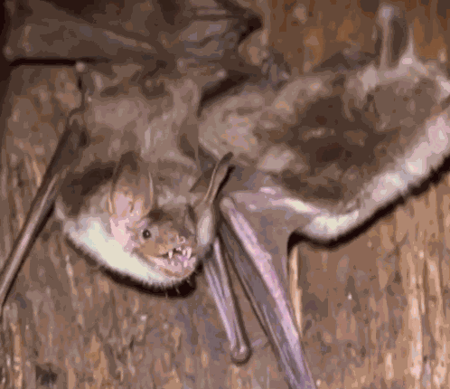 Bats Cute Bats GIF