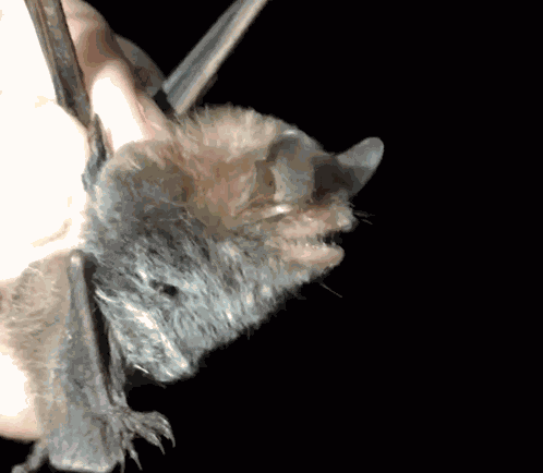 Bats Cute Bats GIF