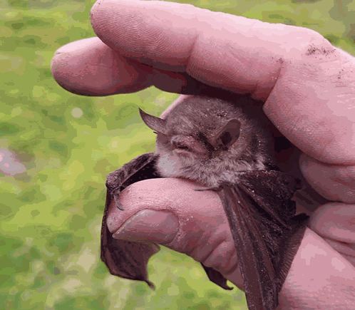 Bats Cute Bats GIF