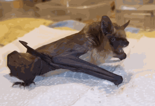 Bats Feisty GIF