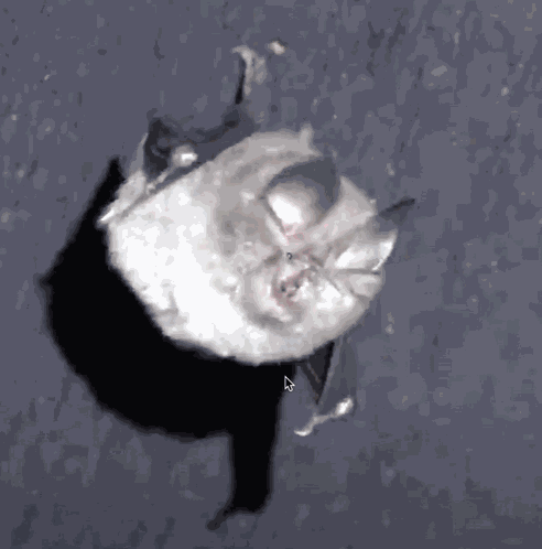 Bats Horseshoe Bat GIF