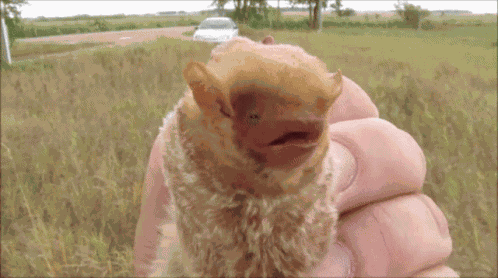 Batt Eastern Red Bat GIF