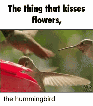 Batuque Jyungo GIF