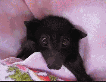 Batzillathebat GIF