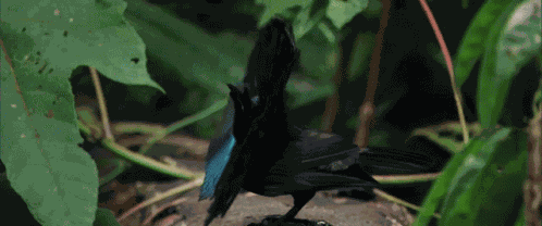 Bbc Bbcnature GIF