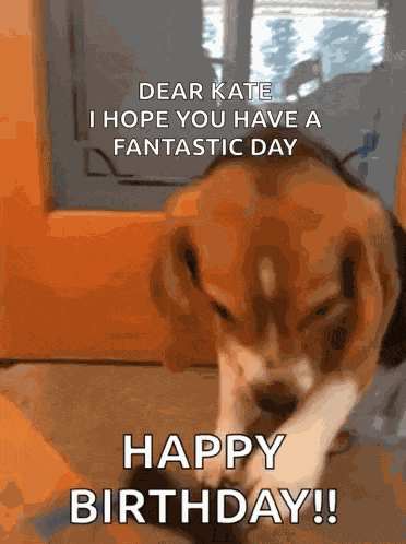 Beagle Beagle Sunnies GIF