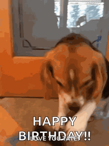 Beagle Beagle Sunnies GIF