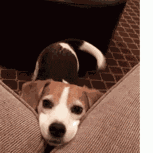 Beagle Dog GIF