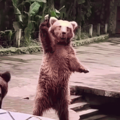 Bear Bear Calling GIF