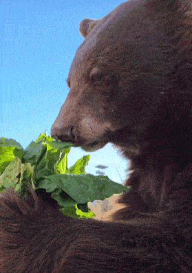 Bear Bear Eating GIF