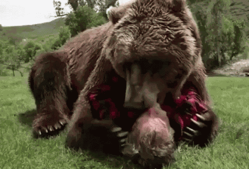 Bear Bruh GIF