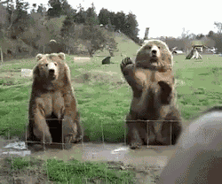Bear Bye GIF