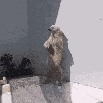 Bear Fabulous GIF