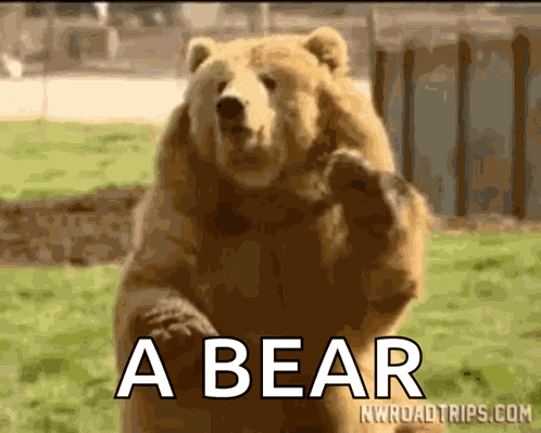 Bear GIF
