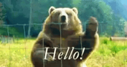 Bear Hello GIF