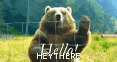 Bear Hello GIF