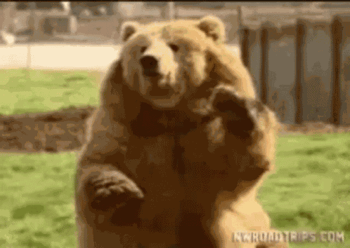 Bear Hi GIF