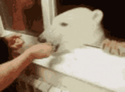Bear Polar Bear GIF