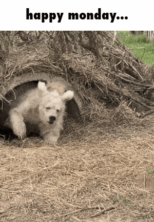 Bear Polarbear GIF