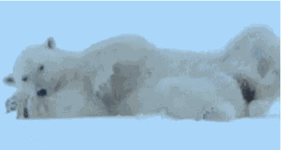 Bear Sexy GIF