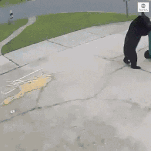 Bear Trash GIF