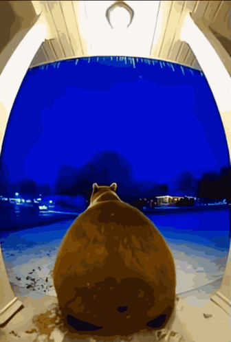 Bear Twerk Animal Twerk GIF