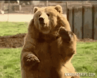 Bear Waving Hi GIF