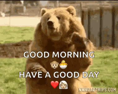 Bear Waving Hi GIF