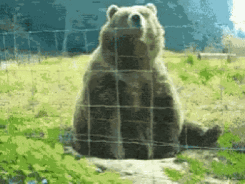 Bear Waving GIF