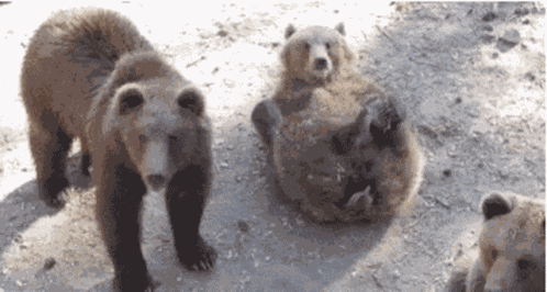 Bears Waving GIF