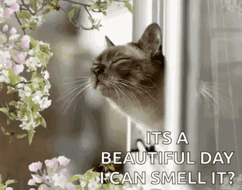 Beautiful Day Flowers GIF