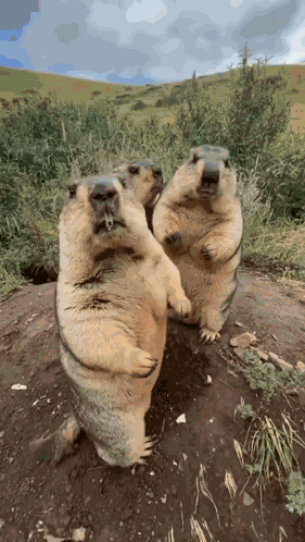 Beaver Beavers GIF