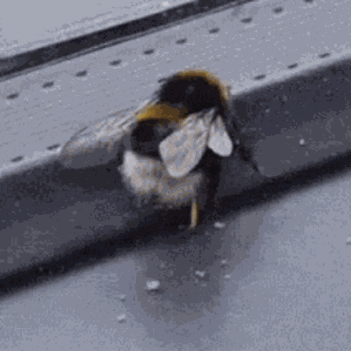 Bee GIF