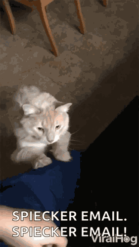Begging For Attention Viralhog GIF