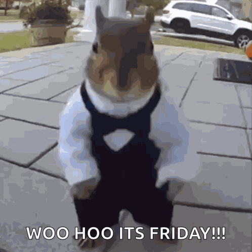 Belka Dancing GIF