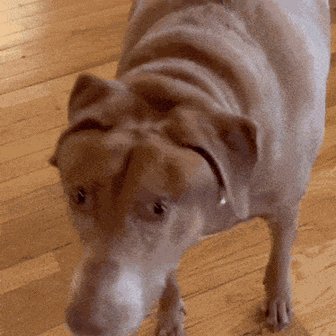 Bellebows Weird Dog GIF