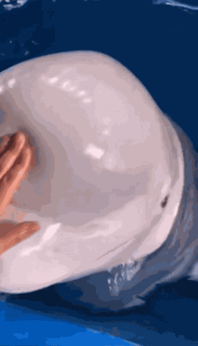 Beluga Beluga Whale GIF