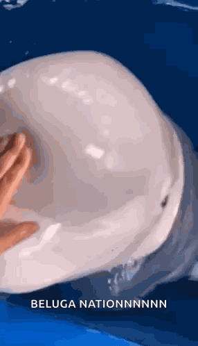 Beluga Beluga Whale GIF
